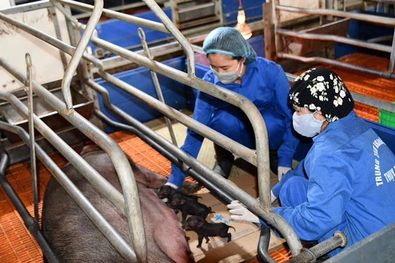 Việt Nam thành công trong việc nhân bản vô tính lợn ỉ từ tế bào soma.