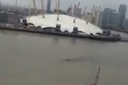 Quái vật hồ Loch Ness xuất hiện trên sông Thames?