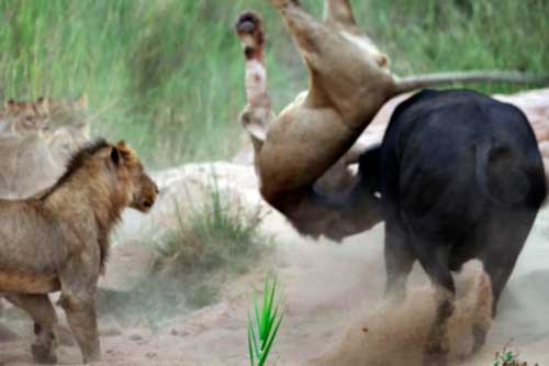 Sư tử bị húc thủng bụng, treo lên sừng trâu