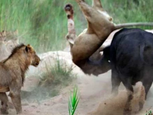 Sư tử bị húc thủng bụng, treo lên sừng trâu