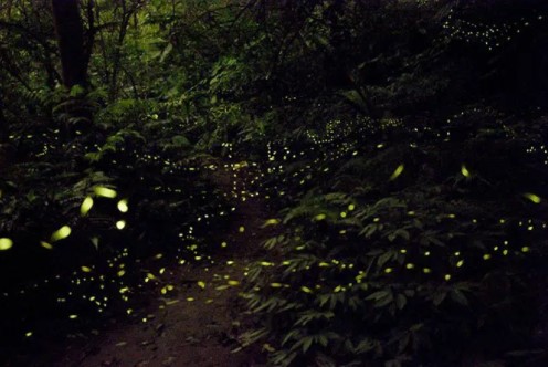 Lặng người trước khung cảnh thần tiên của hàng ngàn con đom đóm tại Ninh Bình