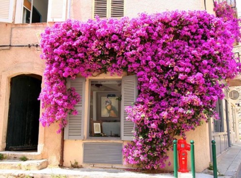 Phong thuỷ không ngờ từ những cây hồng leo, hoa giấy bám quanh nhà