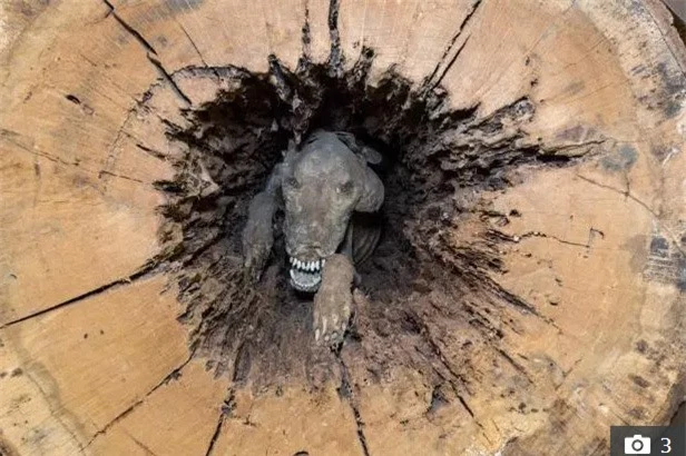 Chú chó săn mắc kẹt trong thân cây sồi suốt 60 năm