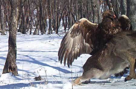 Chim ưng táo tợn vồ hươu dưới mặt đất