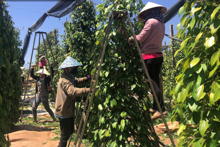 Doanh nghiệp xuất khẩu tiêu đứng trước nguy cơ bể hợp đồng