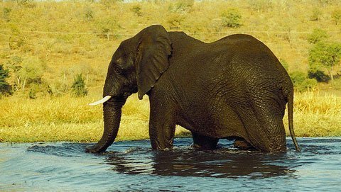 Phát hiện công dụng kỳ lạ của lông voi