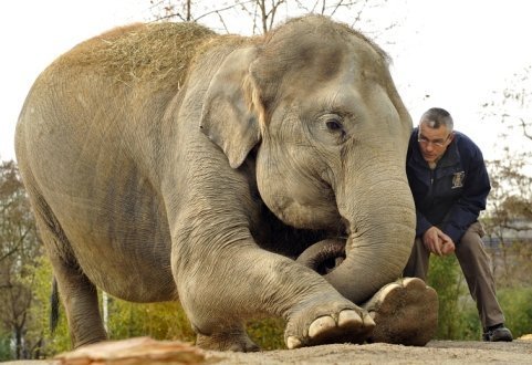Vì sao voi mang thai lâu hơn gấp đôi người?