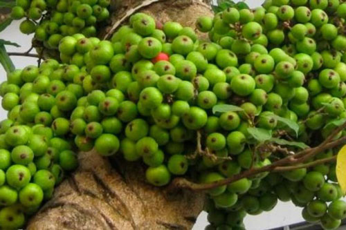 Ăn quả này thường xuyên cả đời chẳng lo tim mạch, ung thư và tiểu đường