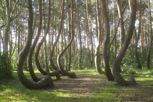 Bí ẩn trong khu rừng được mệnh danh là Bermuda trên cạn