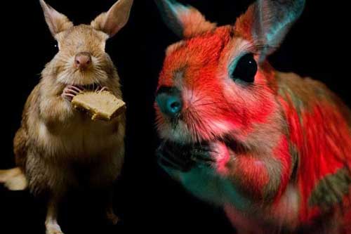 1001 thắc mắc: Loài gặm nhấm lớn nào có khả năng phát quang sinh học? ​