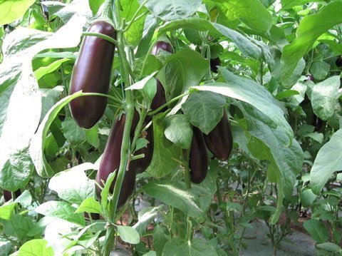 Cà tím giúp tránh cao huyết áp, ung thư, gout