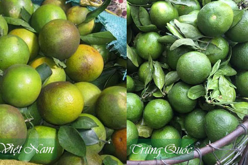 Biết điều này bạn chỉ cần nhìn là nhận biết được cam Trung Quốc hay cam Việt Nam