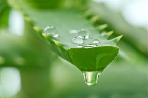 Điểm danh 7 công dụng tuyệt vời của nha đam trong làm đẹp