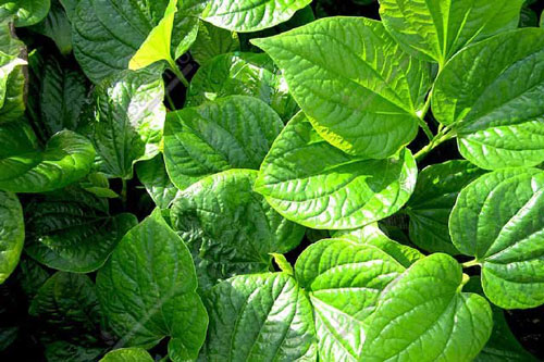 5 bài thuốc từ thiên nhiên trị mồ hôi tay chân hiệu quả tại nhà