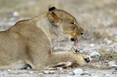 Chuyện lạ: Sư tử cái chăm sóc linh dương con như con đẻ