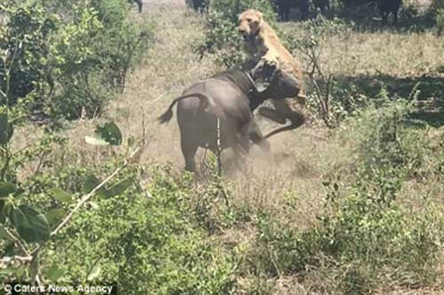 Phát hiện sư tử ngủ quên, trâu rừng 'nổi điên' lại húc chết