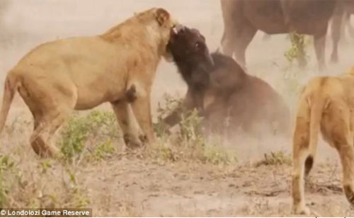 Trâu rừng liều mạng đánh sư tử cứu đồng loại
