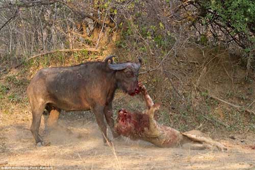 Sư tử bỏ mạng khi liều mình săn trâu rừng