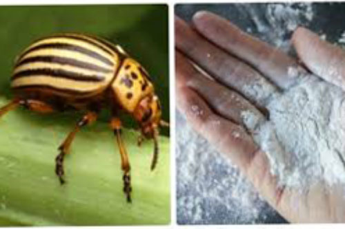 Công dụng của phấn rôm trong việc... làm vườn