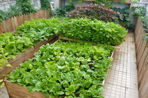 Mẹo trồng cây siêu hiệu quả với trứng và chuối chín