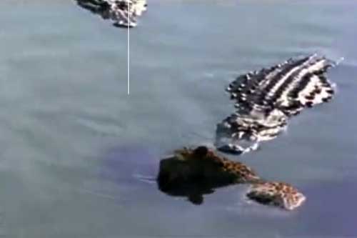 Cá sấu 'khủng' xé xác báo đốm dưới sông