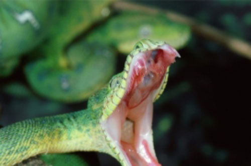 5 bí kíp sinh tồn có thể cứu sống bạn trong một ngày nào đó