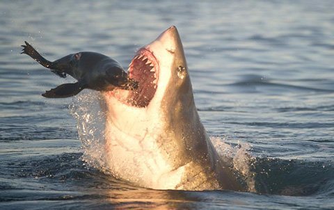 Cảnh tượng cá mập trắng khổng lồ săn hải cẩu