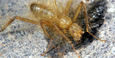 Loài ruồi có lông rậm như nhện