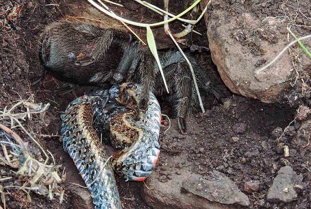 Hy hữu: Cảnh nhện khổng lồ ăn thịt rắn to gấp đôi