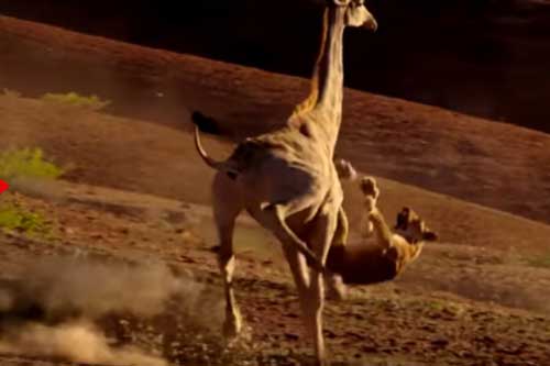 Hươu cao cổ ra đòn 'huỷ diệt', vùi dập sư tử giữa sa mạc