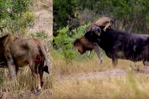 Trâu rừng húc toạc đùi sư tử, hất chúa sơn lâm lên không trung