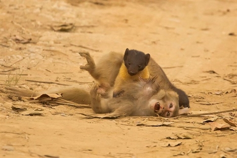 Chạm trán chồn họng vàng, khỉ mất mạng trong đau đớn