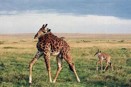 Điều gì sẽ xảy ra khi động vật không có ... cổ?