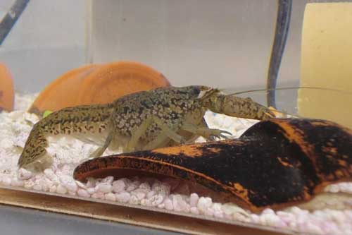 Tôm càng cẩm thạch, 'tên gọi mỹ miều' nhưng sự thật vô cùng đáng sợ