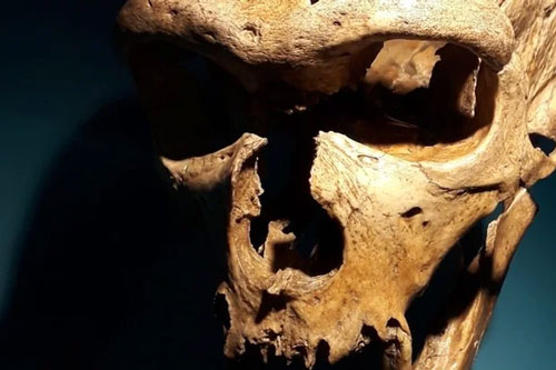 Một loài tuyệt chủng từng biết nghe và nói như người hiện đại