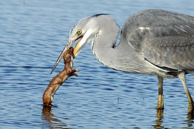 Chồn mất mạng vì ghẹo con cò