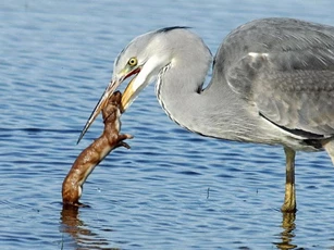 Chồn mất mạng vì ghẹo con cò