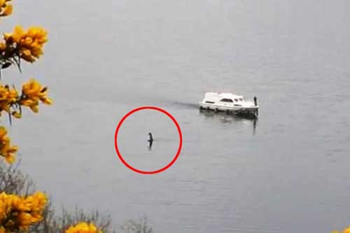 Hình ảnh được cho là Nessie ngoi lên khỏi mặt nước.