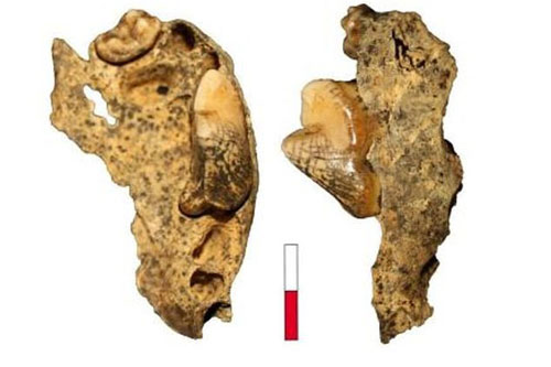 Phát hiện hài cốt "sói biến hình" 16.000 năm trong hang động ở Đức