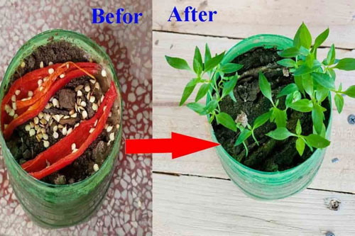 Điểm danh 6 loại rau trồng trong nhà cũng sống, chỉ vài ngày là có ngay rau sạch ăn quanh năm