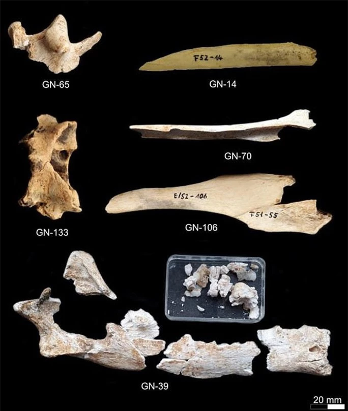 Phát hiện hài cốt sói biến hình 16.000 năm trong hang động ở Đức - Ảnh 3.