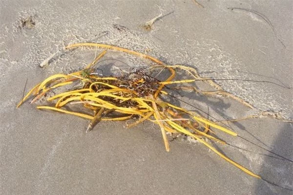 Sinh vật lạ ngoài đời thực giống ‘đống dây thừng’ nằm trên bãi biển