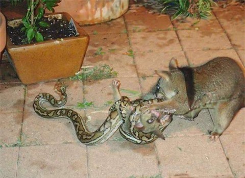 Xúc động chồn mẹ quyết chiến với trăn thảm cứu con