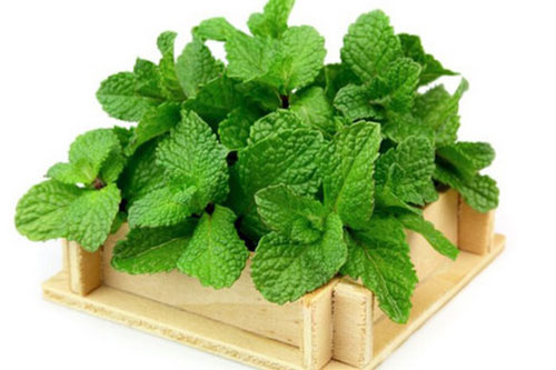 Loại cây đuổi muỗi nhanh hơn bình xịt, an toàn cho trẻ, nhà nào chưa có phải “tậu” ngay