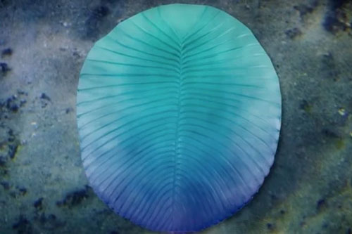 Sinh vật không đầu nửa tỉ tuổi mang đặc điểm tương đồng… con người