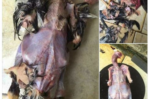 Không thể nhịn cười với cách làm thịt gà "bá đạo" của nàng dâu "khéo" tay nhất Vịnh Bắc Bộ