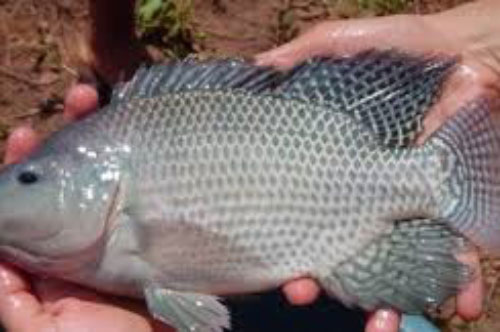 Tại sao các chuyên gia y tế nói rằng ăn nhiều cá rô phi thì cái chết đến nhanh hơn?