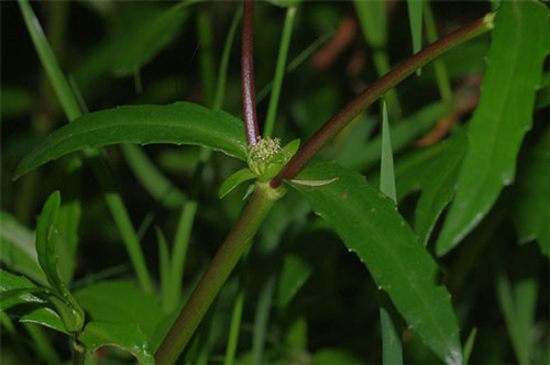 Những bài thuốc nam chữa sỏi thận hiệu quả nhất