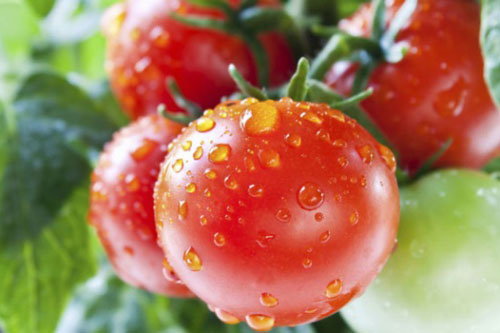 Lành như trái cà chua ăn sai cũng gây ngộ độc chóng mặt khó thở nôn mửa