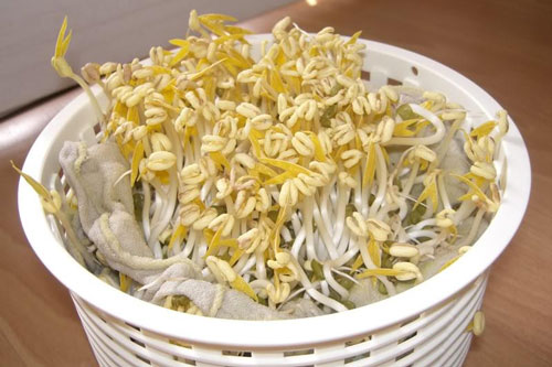 Cách làm giá đỗ đơn giản nhất ngay tại nhà